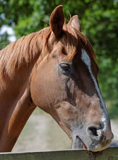 Horse crib biting 